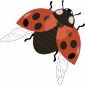 Coccinelle